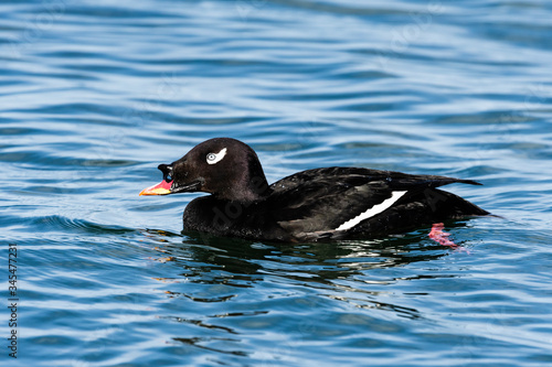 ビロードキンクロ雄(Velvet scoter) photo