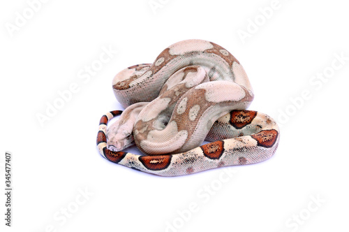 Fotografija Boa constrictor imperator hypo fire VPI