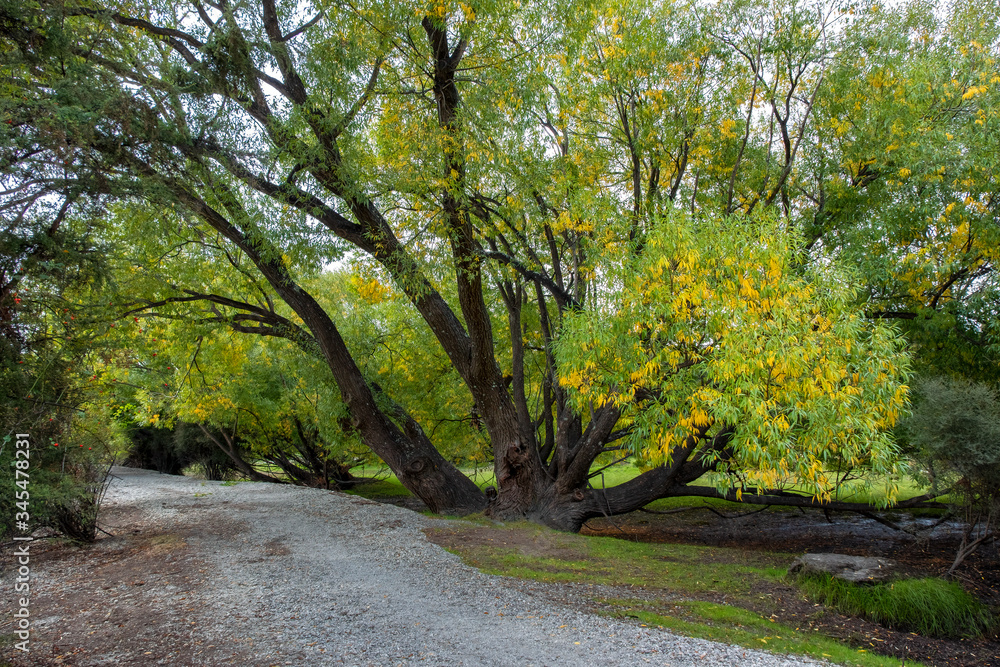 Willow Trees along the Glendhu Bay Track, Wanaka, South Island, New Zealand Willow Trees along the Glendhu Bay Track, Wanaka, South Island, New Zealand