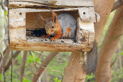 A hungry young squirrel in the feeder eating seeds photo