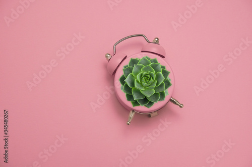 green succulent in a pink alarm clock on a pastel pink background, home gardening creative concept