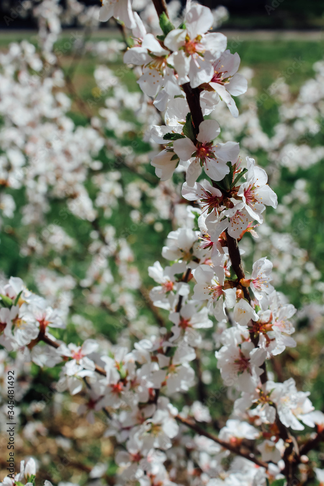 spring blossom