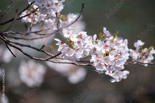 Cherry Blossoms   sakura   flower