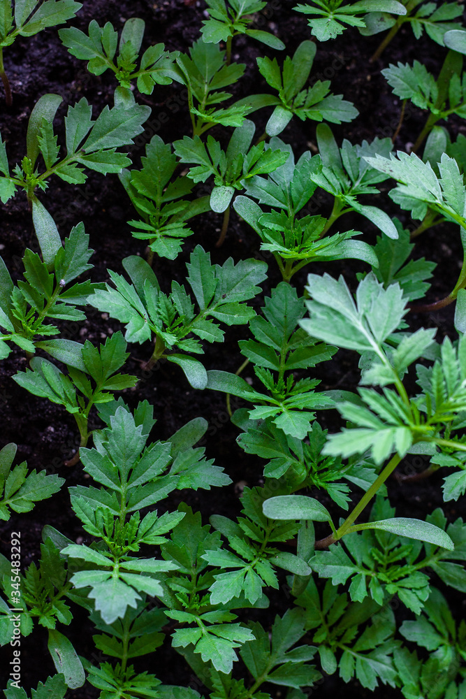 seedlings in a tray, floriculture, flowers - marigolds seedlings in a tray, floriculture, flowers - marigolds