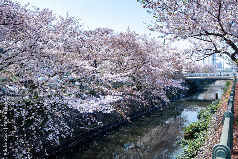 Cherry Blossoms sakura cherry tree flower Cherry Blossoms sakura cherry tree flower