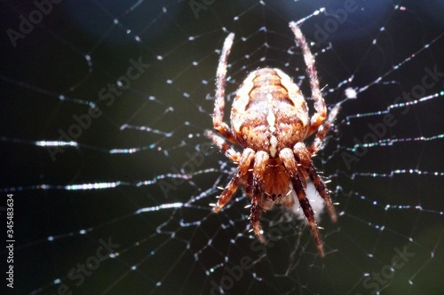 Closeup shot of a brown spider standing on a web