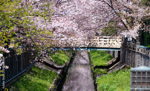 Cherry Blossoms   sakura   cherry tree   flower