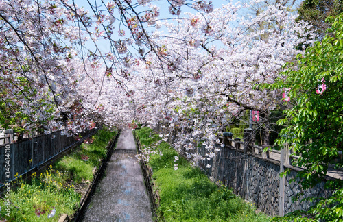 Cherry Blossoms　sakura　cherry tree　flower © ISAMU
