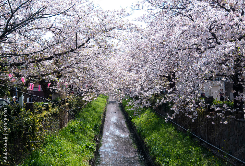 Cherry Blossoms sakura cherry tree flower Cherry Blossoms sakura cherry tree flower
