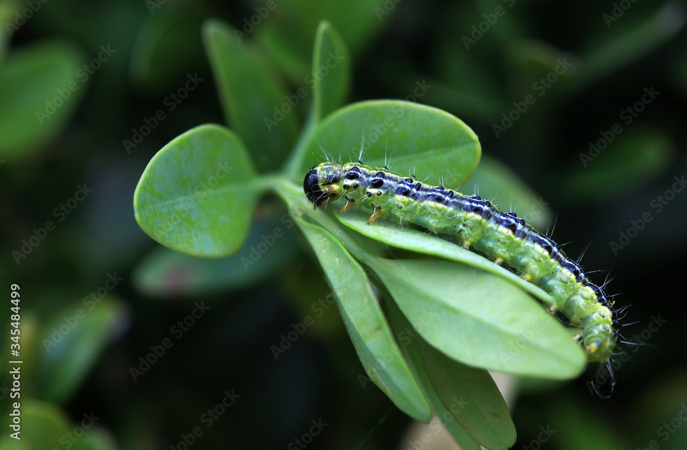 Cydalima perspectalis is an invasive caterpillar of moth species pest that destroys and eats green boxwood (buxus sempervivens) leaves doing a lot of damage, box eating caterpillar. Cydalima perspectalis is an invasive caterpillar of moth species pest that destroys and eats green boxwood (buxus sempervivens) leaves doing a lot of damage, box eating caterpillar.