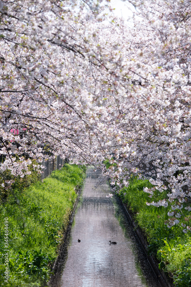 Cherry Blossoms sakura cherry tree flower Cherry Blossoms sakura cherry tree flower