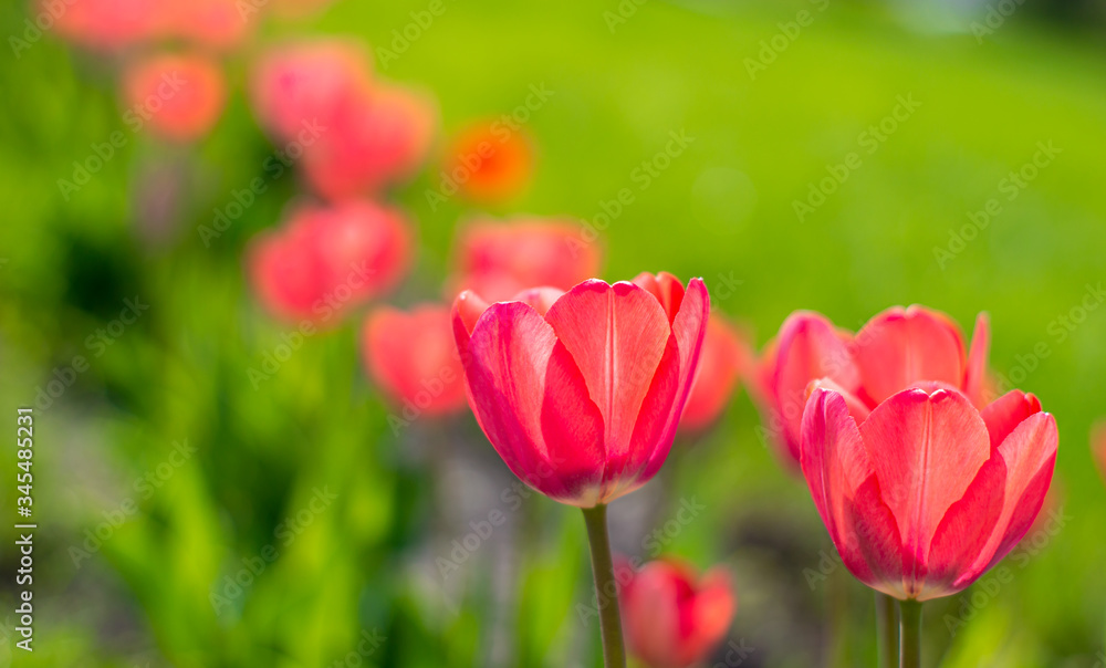 red tulips bloom in the Park in spring
