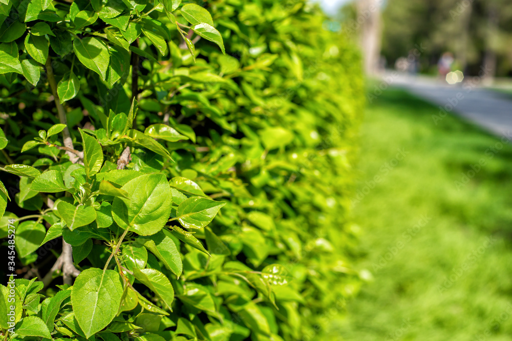 bright green hedge. The texture of the hedge on a Sunny day