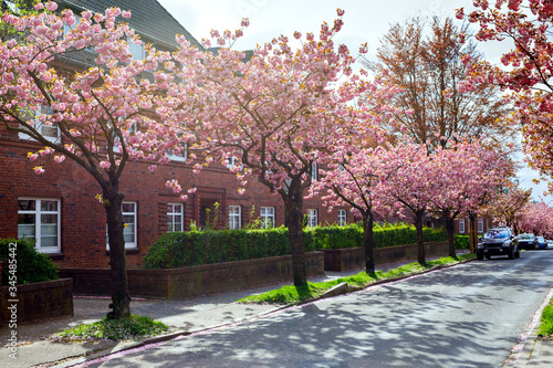 Photography Scenic springtimeview of beautiful pink cherry sakura trees in blossom in a city