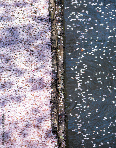 sakura　flower　Cherry Blossoms
