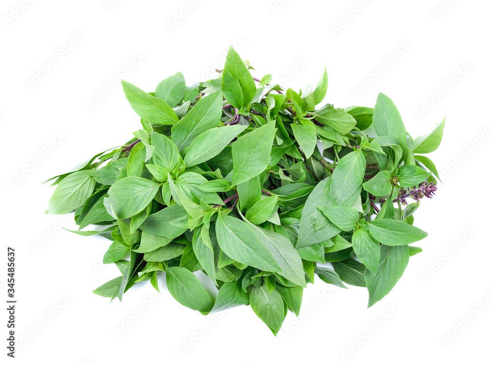 Sweet basil leaves isolated on white background Sweet basil leaves isolated on white background