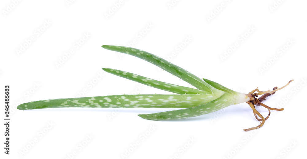 Fototapeta premium Aloe vera leaves isolated on white background