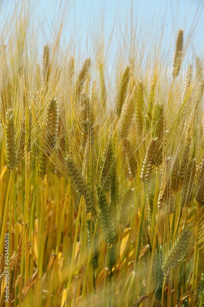 Fototapeta premium 大麦畑と麦の穂イメージ 鹿児島県出水平野