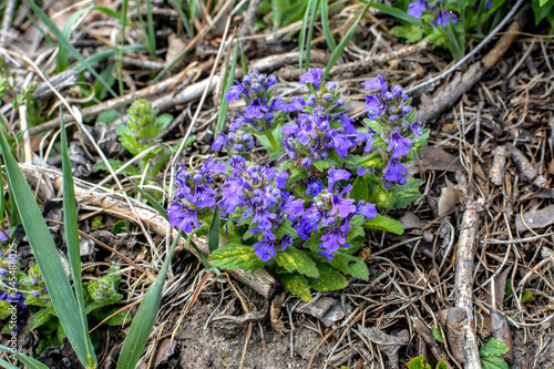 Ajuga genevensis stem with blue flowers. Herbaceous flowering plant native to Europe. photo