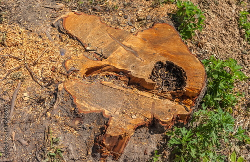 A cross-section of Alder wood closeup on the background of the earth and grass in the summer