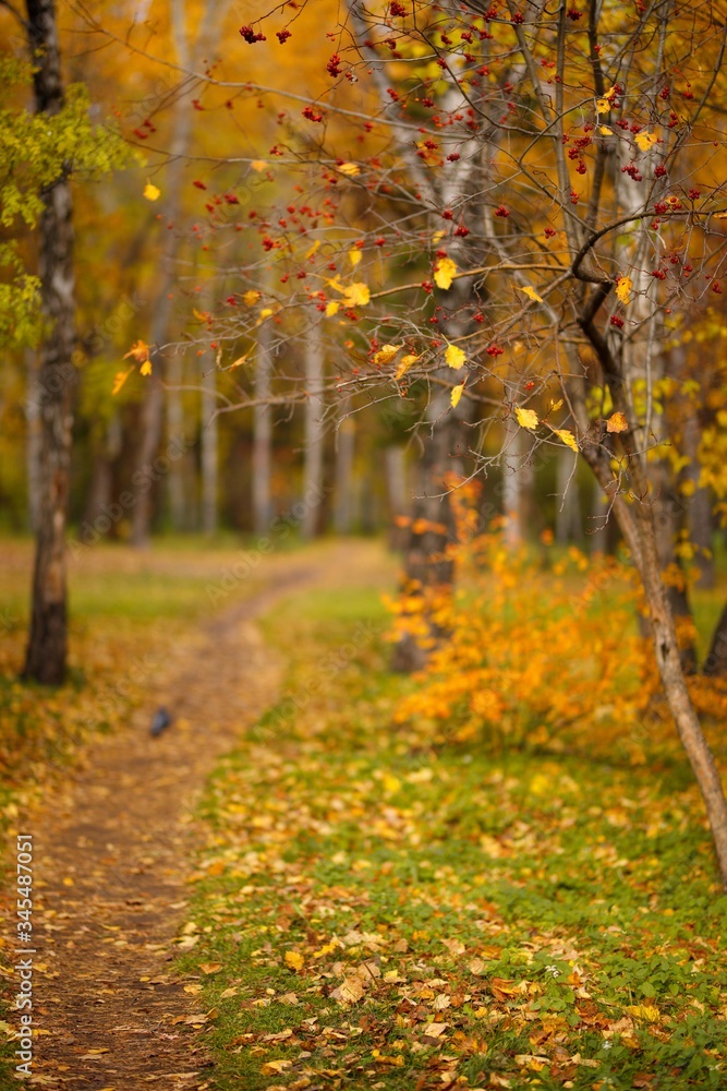 Naklejka premium autumn square