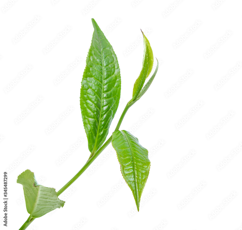Obraz premium Tea leaves on a white background