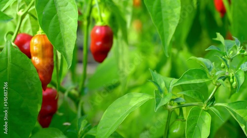 Organic Scotch Bonnet Pepper plant in green, robust garden.  photo