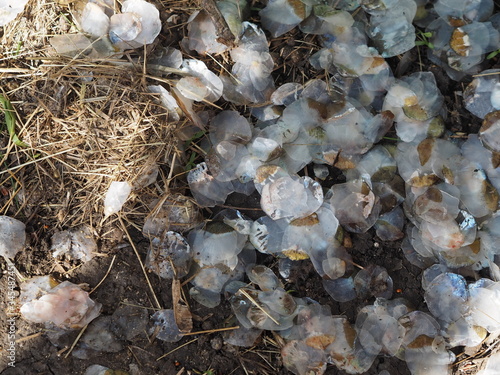 Scales from a large fish on an organic compost heap. photo