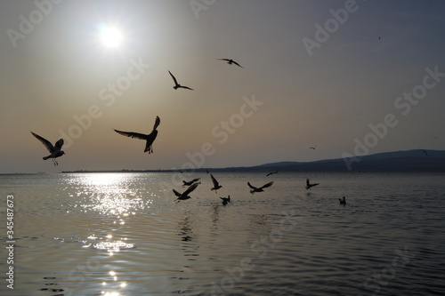 Image of gulls flying over the sea.