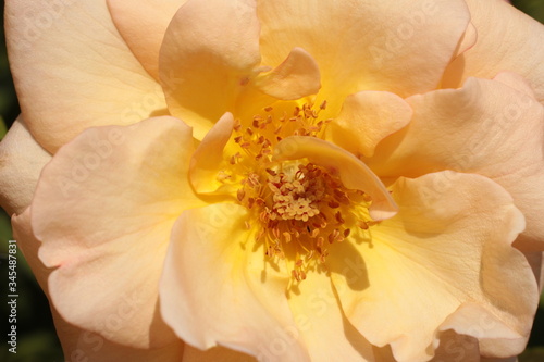 macro close up of the filaments in the centre of a blooming open peach rose flower with soft petals and textures on a summer day