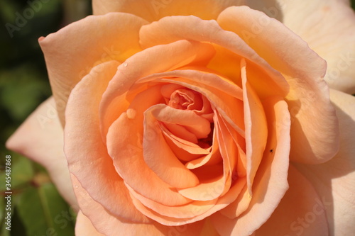 close up of the petals  folds and textures on a peach rose blossoming in a rose garden on a summer day