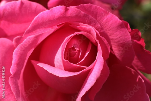 macro close up details of the patterns  folds and petals of the heart of a pink rose flower