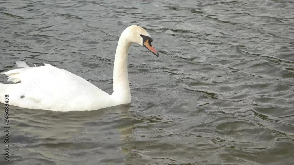 Beautiful swan is looking for prey in the water Beautiful swan is looking for prey in the water
