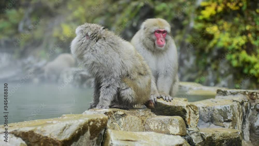 Japanese snow monkey / macaque drinking the hot spring / onsen water during a frozen rainy day o a rocky platform in Jigokudani Park in Nagano, Japan.