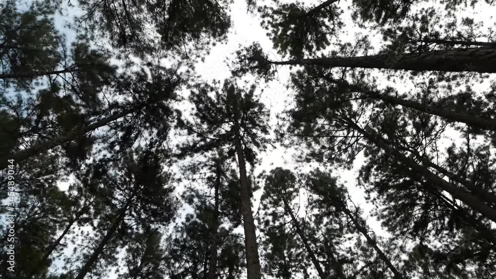 Vertical View of Beautiful Pine Forest At Mae Hong Son, Thailand Vertical View of Beautiful Pine Forest At Mae Hong Son, Thailand