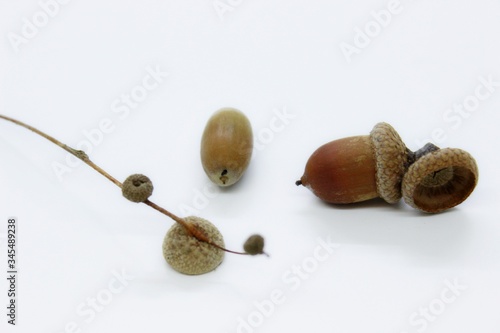 Ripe beautiful acorns are located on a white background