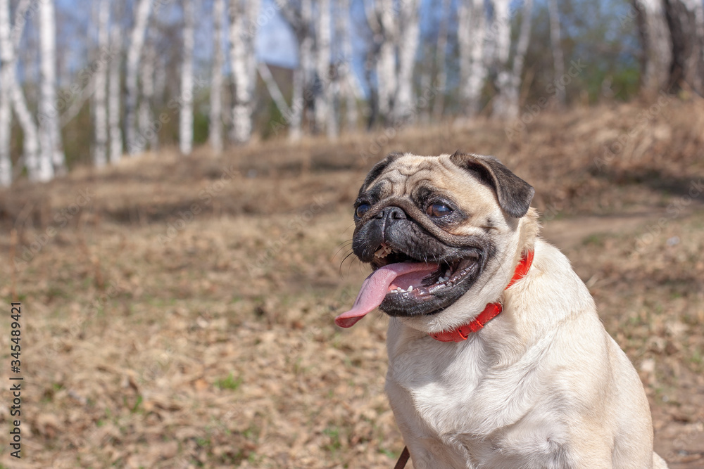 Funny fat pug with open mouth and long tongue in the forest. Red leather collar and brown leash. Blurred grass and birches on the background. Copy space. Horizontal.