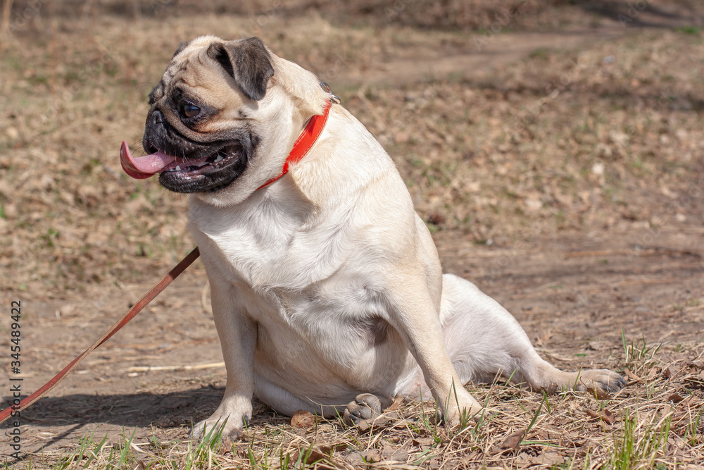 Fat Pug with his tongue sticking out is sitting on the ass on the grass. The dog is looking sideways. Red leather collar and brown leash. Blurred background. Copy space. Horizontal. Fat Pug with his tongue sticking out is sitting on the ass on the grass. The dog is looking sideways. Red leather collar and brown leash. Blurred background. Copy space. Horizontal.