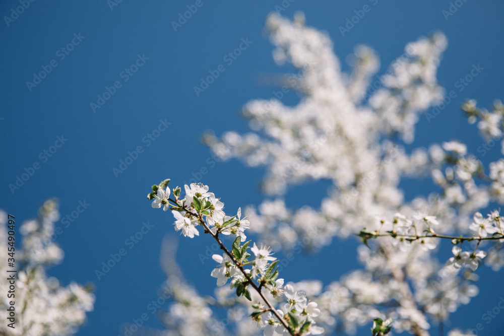 A branch with white flowers on a background of blue sky close-up. Blossom in spring. Beautiful floral nature background.