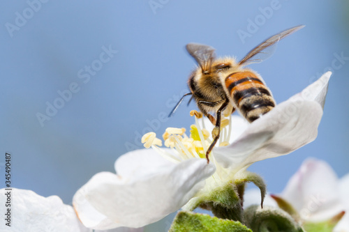Bee on a blue background © iava777