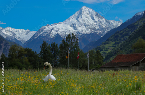 Swan in grass in canton Uri, Switzerland with swiss alps