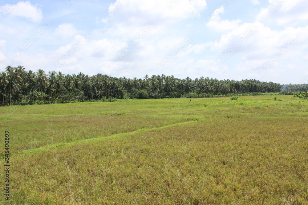 green field and blue sky in kerala