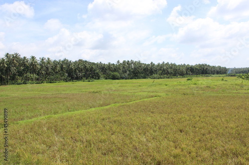 green field and blue sky in kerala