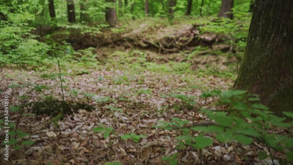 Forest and leaves with green shiny colours. Quiet environment on Slovenia, fallen leaves in a late autumn and beginning of spring. Forest and leaves with green shiny colours. Quiet environment on Slovenia, fallen leaves in a late autumn and beginning of spring.
