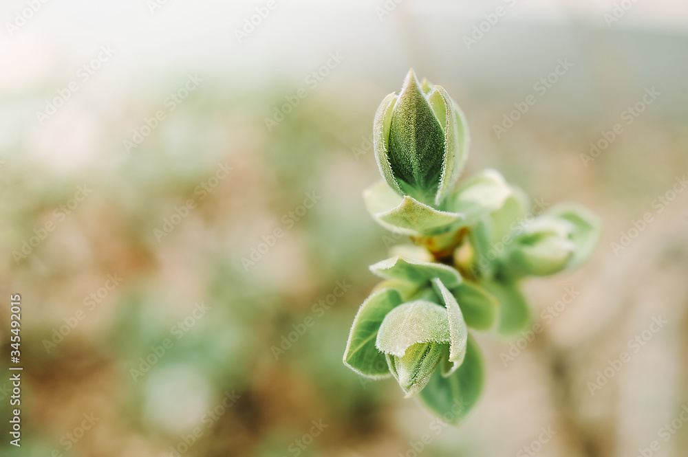 swollen buds and new small fresh leaves of an unopened plant swollen buds and new small fresh leaves of an unopened plant