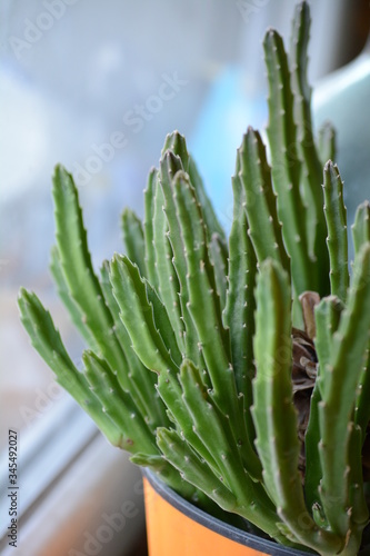 Green plant like a cactus on orange pot