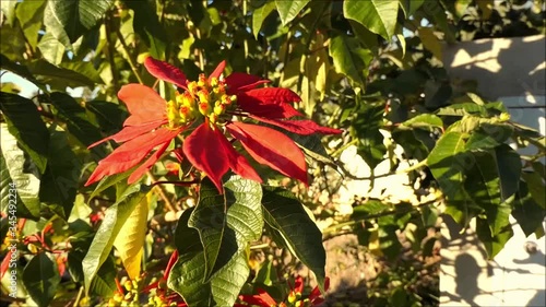 Poinsettia flower on shrub with red petals and yellow orange center in Andalusia garden photo