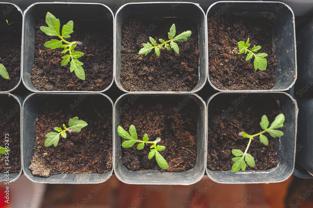 growing micro greens and seedlings in plastic cans on the window of the house. Cultivation of plants in the apartment. Fresh herbs with your own hands growing micro greens and seedlings in plastic cans on the window of the house. Cultivation of plants in the apartment. Fresh herbs with your own hands