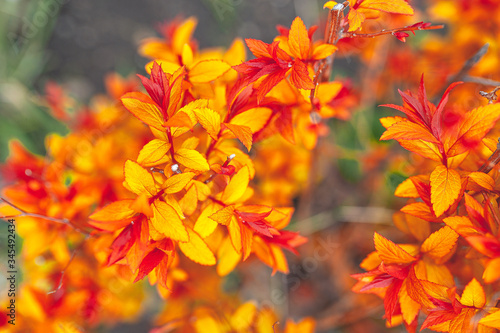 Very bright flowers gradient from orange to yellow on a spring flowerbed on the street