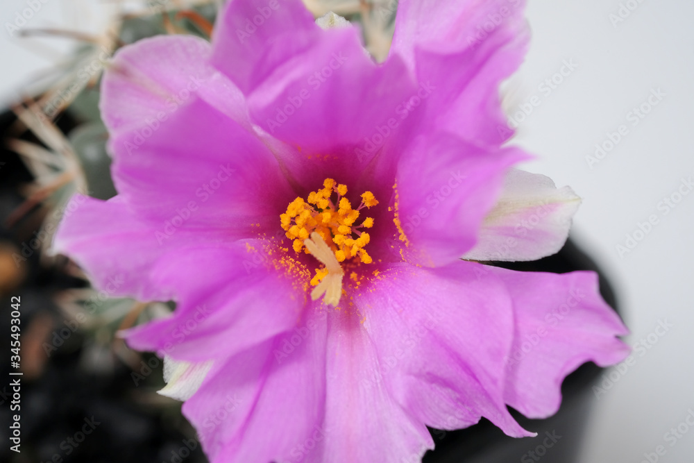 Obraz premium Beautiful cactus on white background